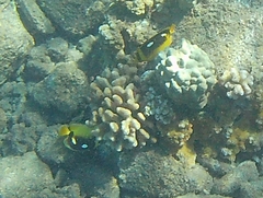 Chaetodon quadrimaculatus