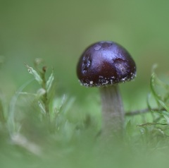 Cyclocybe erebia