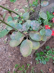 Kalanchoe crenata
