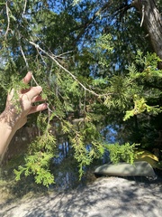 Chamaecyparis thyoides