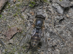 Tabaninae