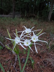 Hymenocallis occidentalis eulae