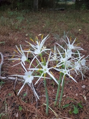 Hymenocallis occidentalis eulae