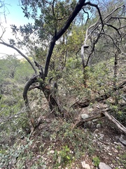 Arbutus arizonica