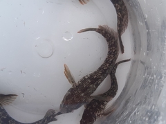 Parablennius pilicornis