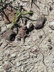 Phrynosoma hernandesi