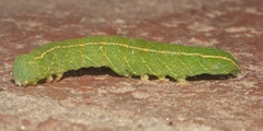Panopoda
