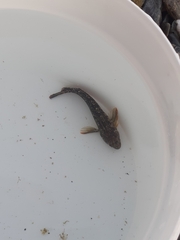 Parablennius pilicornis