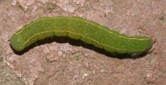 Panopoda