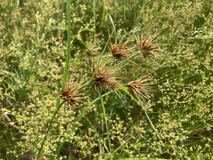 Rhynchospora macrostachya