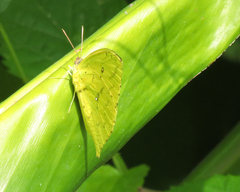 Phoebis neocypris
