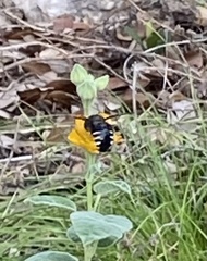 Xylocopa tabaniformis parkinsoniae