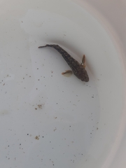 Parablennius pilicornis