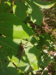 Promachus rufipes