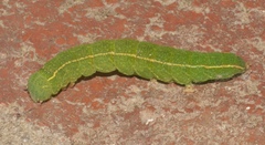 Panopoda