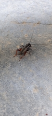 Gryllus campestris