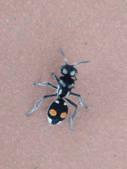 Hoplomutilla