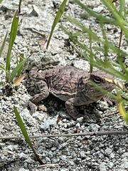 Phrynosoma hernandesi