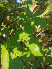 Promachus rufipes