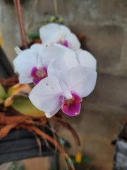 Phalaenopsis