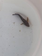 Parablennius pilicornis