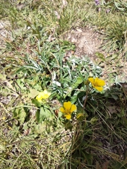 Potentilla gracilis