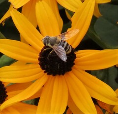 Eristalis stipator