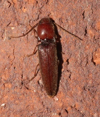 Dicrepidius palmatus
