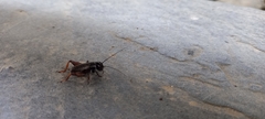 Gryllus campestris