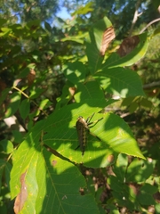 Promachus rufipes
