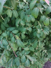 Euonymus alatus