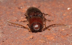 Dicrepidius palmatus