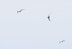 Stercorarius parasiticus