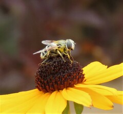 Eristalis stipator
