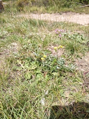 Potentilla gracilis