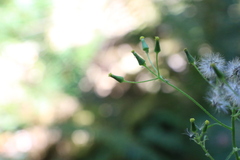 Senecio sylvaticus