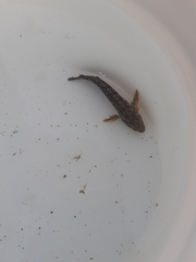 Parablennius pilicornis