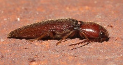 Dicrepidius palmatus