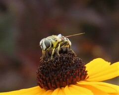 Eristalis stipator