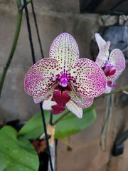 Phalaenopsis