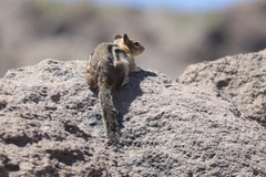 Callospermophilus lateralis