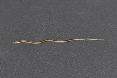 Thamnophis elegans elegans