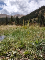 Potentilla gracilis