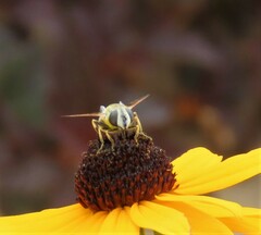 Eristalis stipator