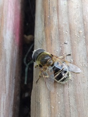 Eristalis stipator