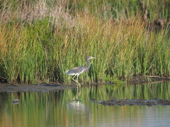 Egretta tricolor