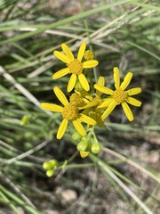 Senecio eremophilus