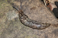 Limacus maculatus