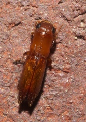 Euplatypus compositus