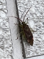Pantilius tunicatus